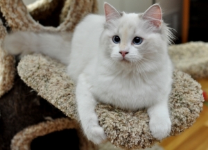 rags2riches ragdoll